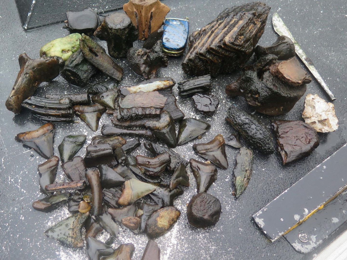 The Lewis Families Museums of Artifacts & Fossils